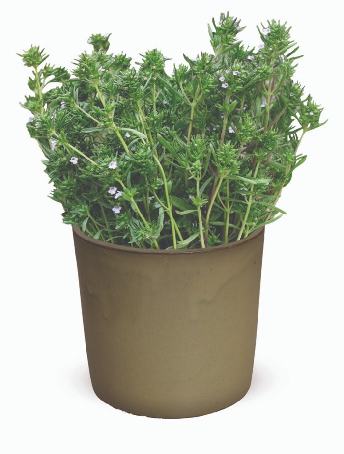 Satureja hortensis, Bohnenkraut